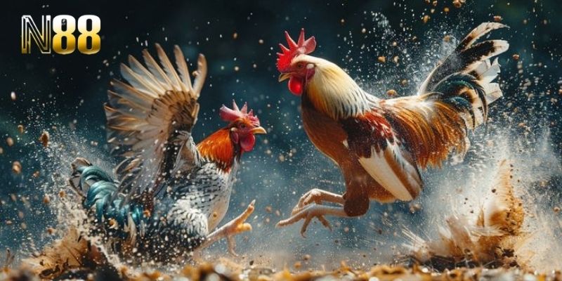 Khi Đá gà N88 Không Chỉ Là Một Trận Chiến, Mà Là Văn Hóa Truyền Thống