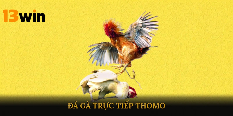 Đá gà trực tiếp Thomo