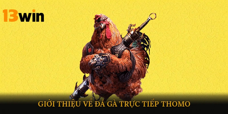 Giới thiệu về đá gà trực tiếp Thomo