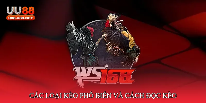 Các loại kèo phổ biến và cách đọc kèo