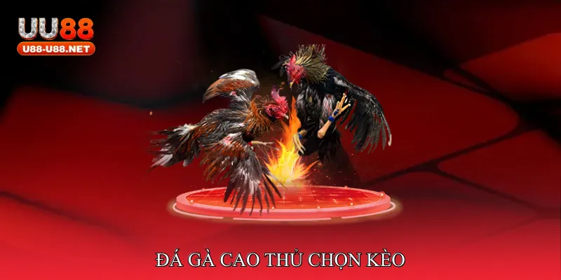 Đá gà cao thủ chọn kèo