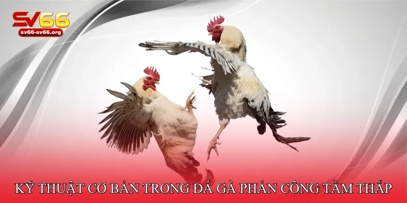 Kỹ thuật cơ bản trong đá gà phản công tầm thấp