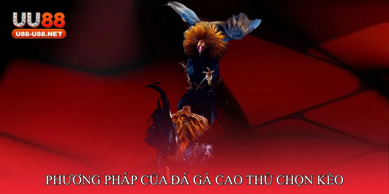 Phương pháp của đá gà cao thủ chọn kèo